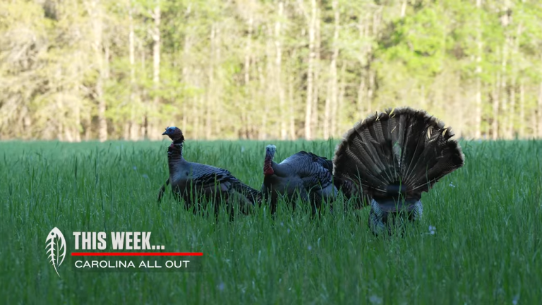 Gun & Bow Turkey….Video