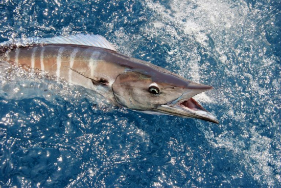Wahoo Fishing….. Gotta Have A Plan