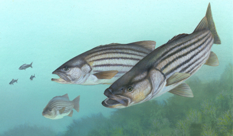 Toughest Fish Along The Carolina Coast