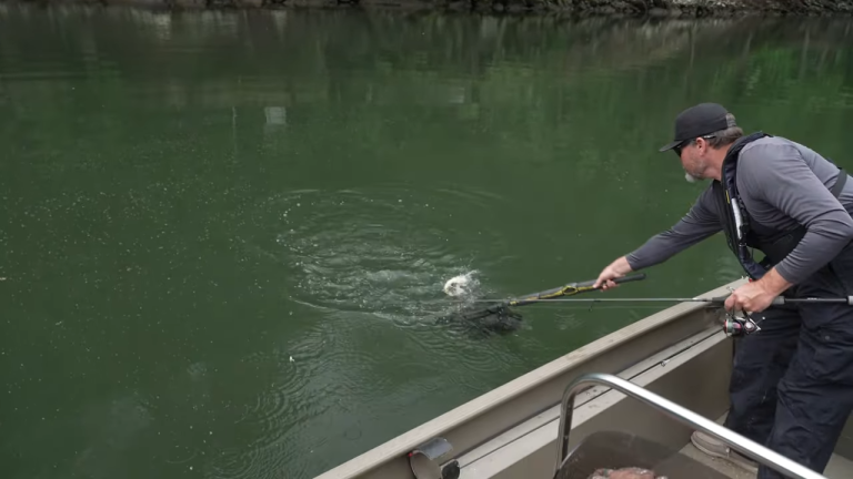 Tons of Trout Below the Dam!