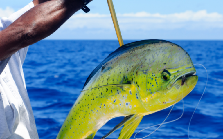 In Pursuit Of The Summer Mahi