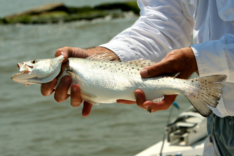 North Carolina’s New Spotted Seatrout Regulations Now in Effect