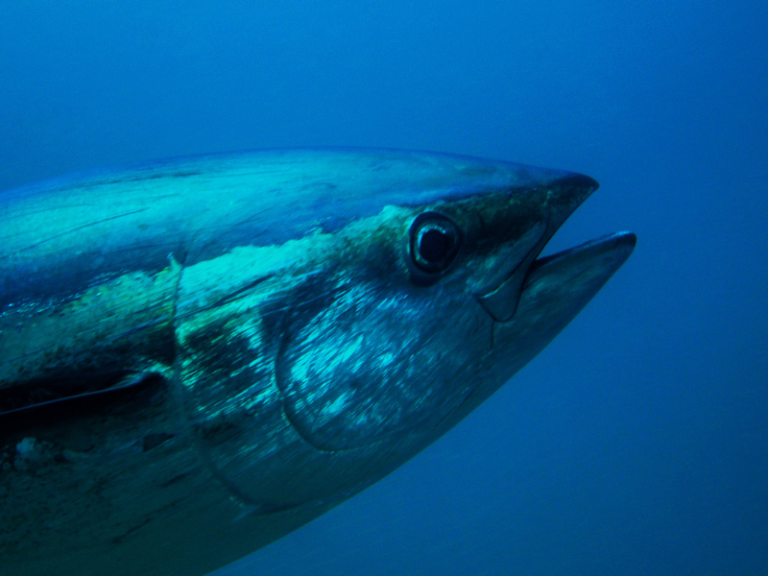 The (NOAA) Shuts Down Recreational Harvest Of Atlantic Bluefin