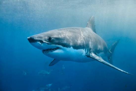 “SHARKED Act”….Targets Growing Problem With Degrading Shark Population