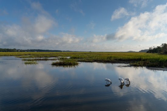 What Is an Estuary and Why Are They Important?