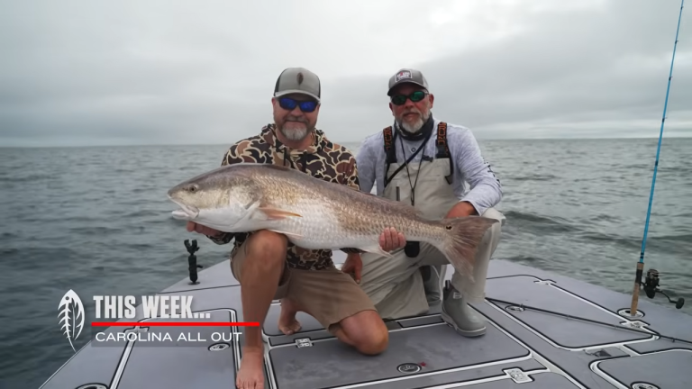 Catching Giant Redfish On The Pamlico Sound With Cut Bait Rigs!