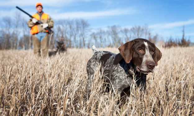 Duck Blinds, Coffee and Shotgun Shells