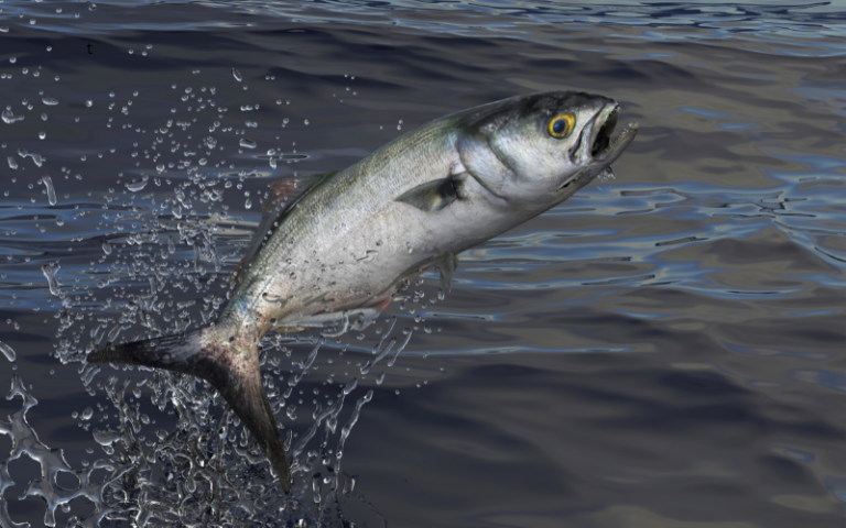 Updated Bluefish Examination Shows Robust Gains