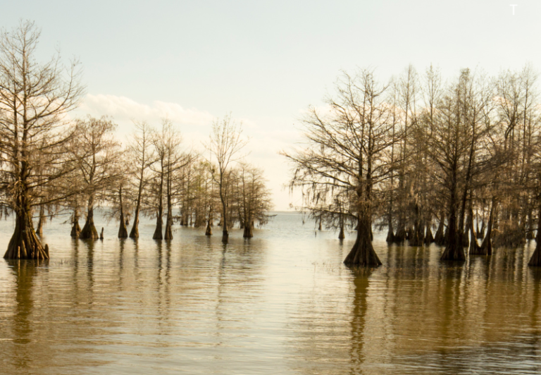 Fishing Santee Cooper… Where Memories Are Born
