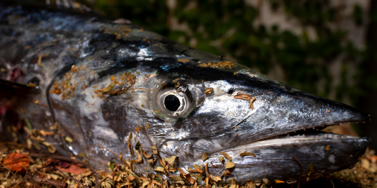 Pro Tips For Locating Big King Mackerel
