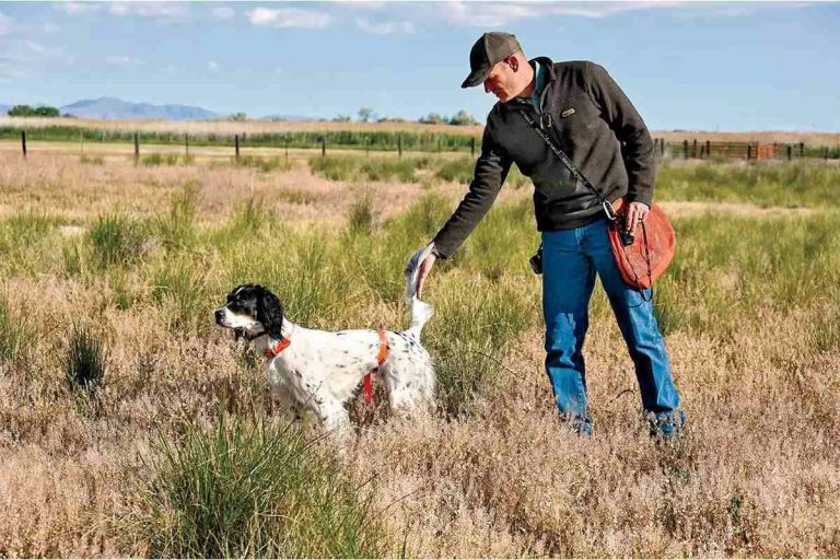 How to Safely Travel with a Dog