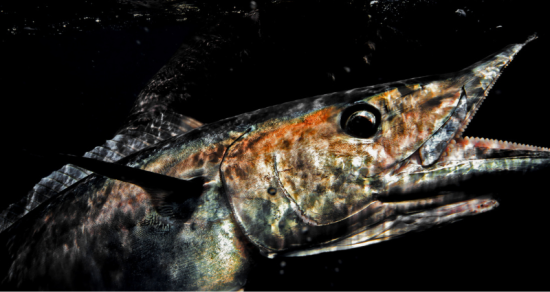 Late Fall Offshore Fishing: Carolina’s Season of Giants