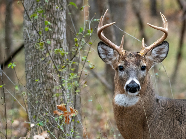 Early Deer Season…. Why September Whitetails Require a Different Strategy