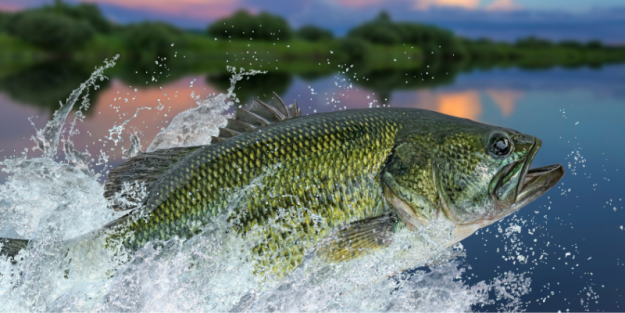 Winter Waters: The Top 10 Carolina Lakes Where the Bite Never Sleeps