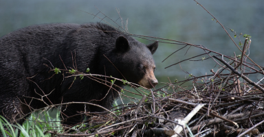 Preparing for Carolina Bear Hunting Season