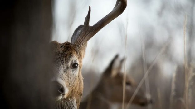 Deer Hunting and Delayed Gratification