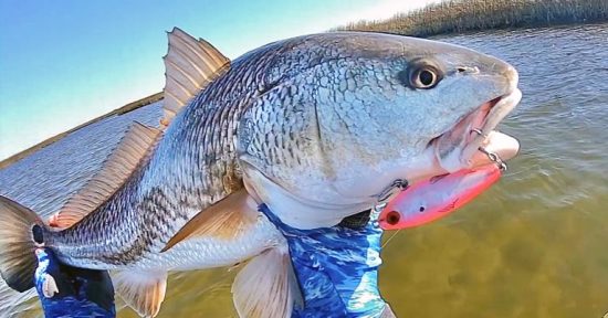 The Art of Stealth When Fishing For Carolina Red Drum