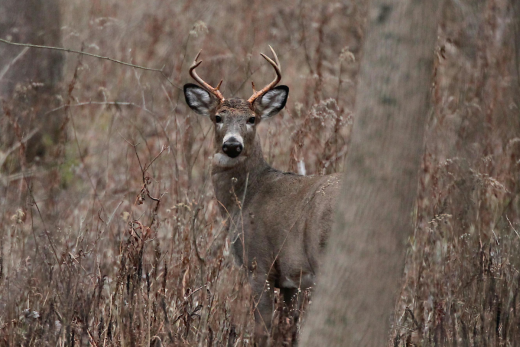 Deer Movement in the Wind: Myths vs. Reality