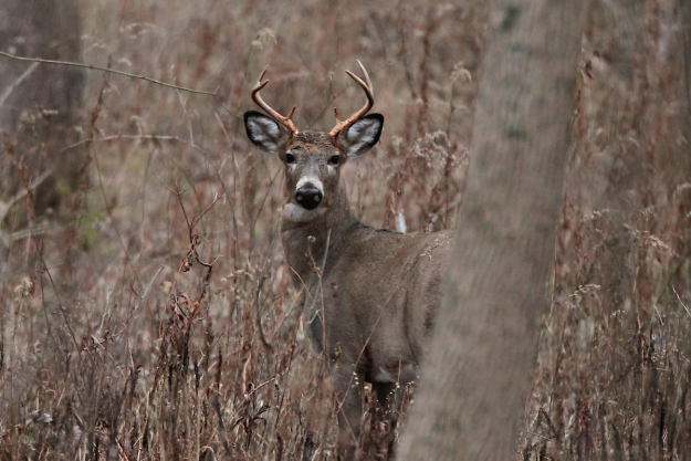 Deer Movement in the Wind: Myths vs. Reality