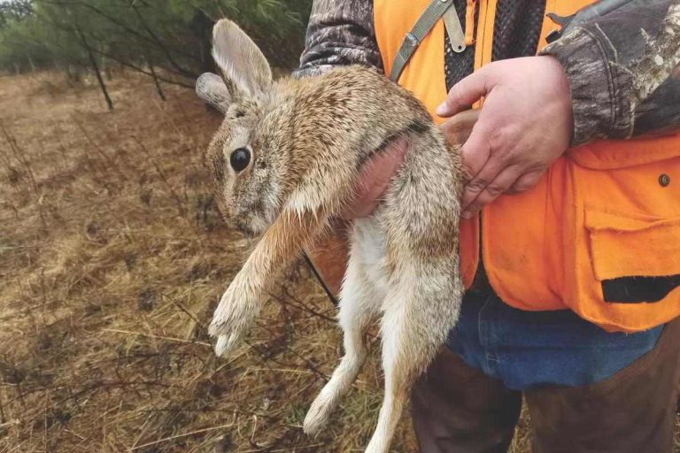 7 Tips for a Successful Winter Rabbit Hunting Season