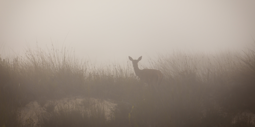 After Deer Season Ends