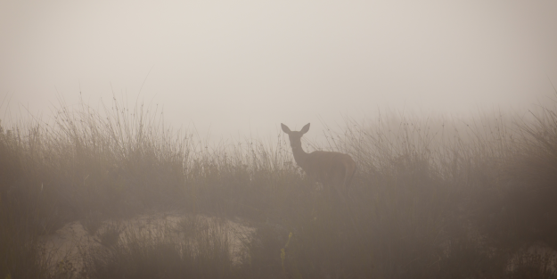 After Deer Season Ends