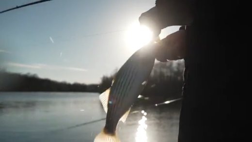 Hooked On the Pamlico….The Spring Striper Run