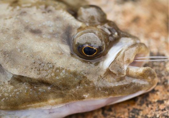 Gulf Flounder Fishing….It’s Almost That Time