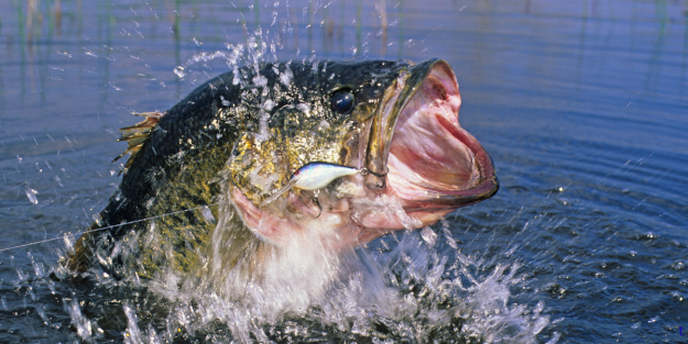 Early Spring Freshwater Fishing in the Carolinas