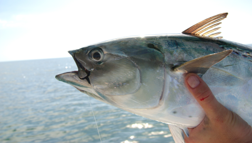 Bonito Fishing….My First Trip