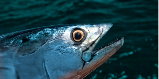 Bonito Fishing……The First Steps