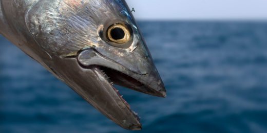 Bonito Fishing For Rookies