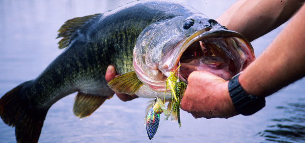 Start of Carolina Bass Fishing Season