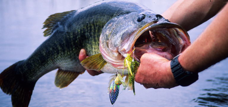 Start of Carolina Bass Fishing Season
