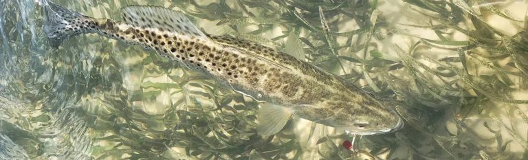 How Fish Find Their Way Home: Navigation, Memory, and Site Fidelity