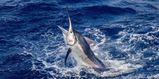 Big Fish Means Big Tournament….Big Rock Is Almost Here