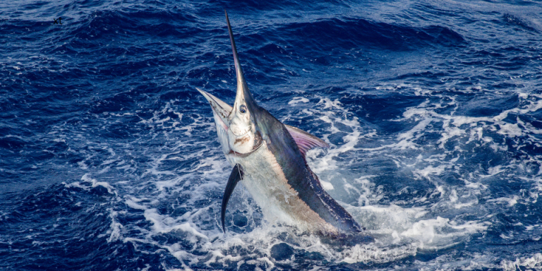 Big Fish Means Big Tournament….Big Rock Is Almost Here