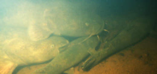 Fishing For Flathead Catfish In The Piedmont Rivers