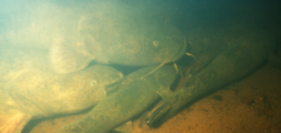 Fishing For Flathead Catfish In The Piedmont Rivers