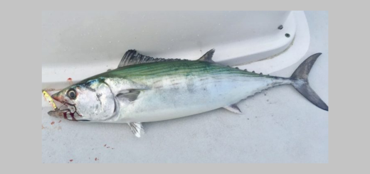 NC Marine Fisheries Commission Begins Rulemaking Process For Recreational Atlantic Bonito Limits
