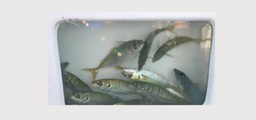 Bait Care Basics for Saltwater Anglers