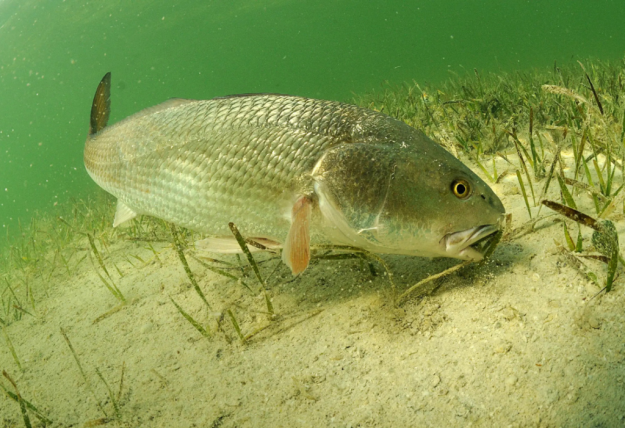 Finding Home: How Fish Navigate and Why it Matters for Fisheries Management