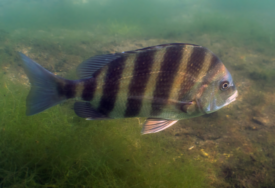 Sheepshead Fishing On The Rise: What’s Changing For Anglers