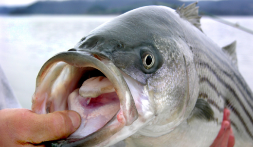 Spring Striper And The River