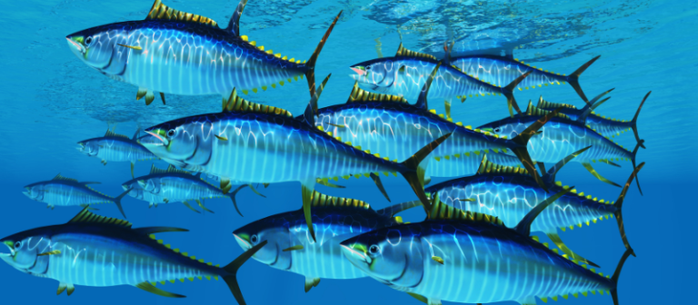 Blue Water, Yellow Fins….Where The Gulf Stream Meets The Shelf Edge