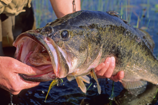 The Ten-Pound Legend…..A Bass Fishing Story