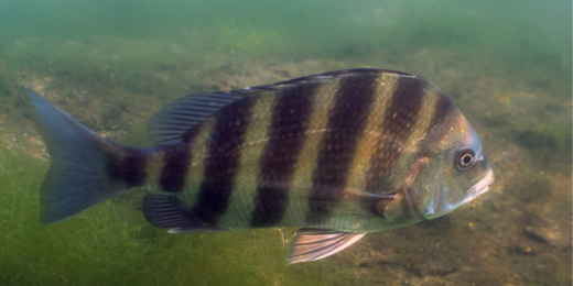 Sheepshead…. Striped, Stubborn, and Smarter Than You Think