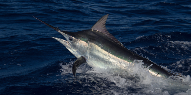 Big Rock Marlin Tournament….Big Fish….Big Money