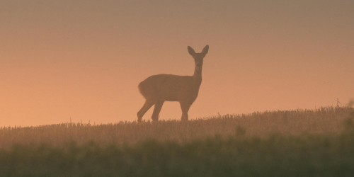 Summer Prep For Deer Season