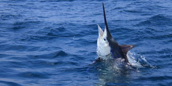 How Old is a 919-Pound Blue Marlin?